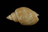 藏品(波部鳳螺)的圖片